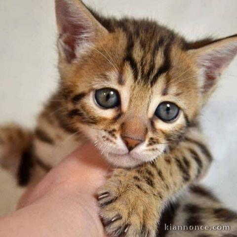 Je donne chaton Bengal femelle 