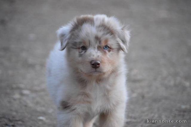 chiot berger australien lof mâle et femelle adorable 