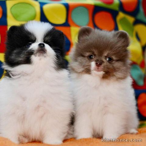 Chiot spitz allemand race pure 