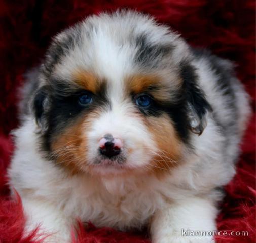Adoption chiot berger australien mâle 