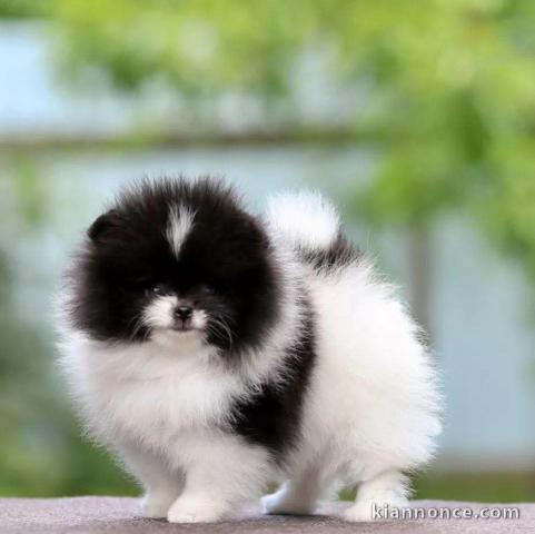 chiot spitz allemand race pure 