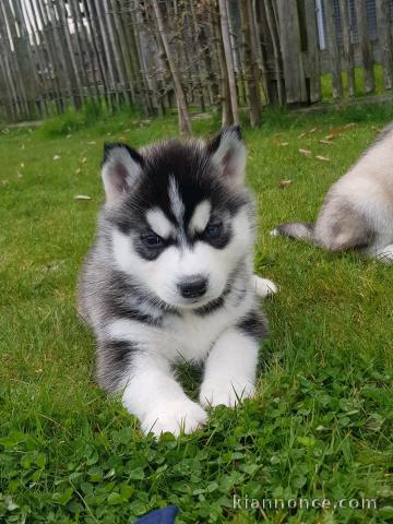 chiot husky sibérien a donner 