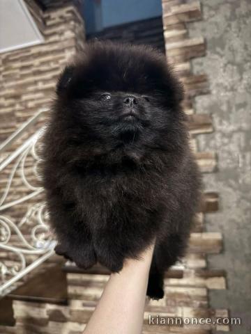 Chiot spitz nain disponible pour adoption 