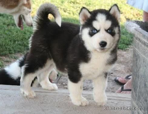 Chiot pomsky mâle a donner 