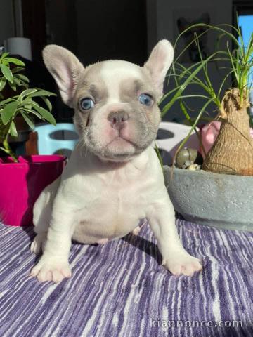 chiot bouledogue français a donner femelle 