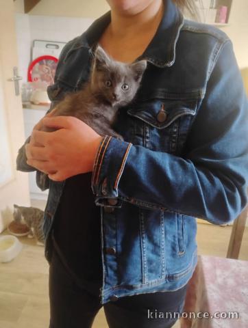 bébé chaton chartreux a donner mâle 
