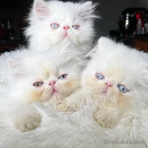 Adoption chatons persan LOOF 