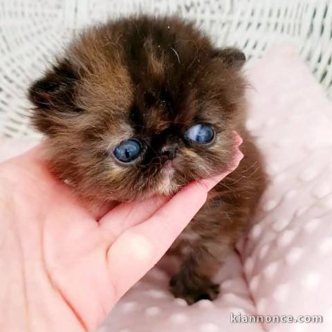 Je donne chaton persan femelle 