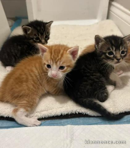 Main coon roux a donner 