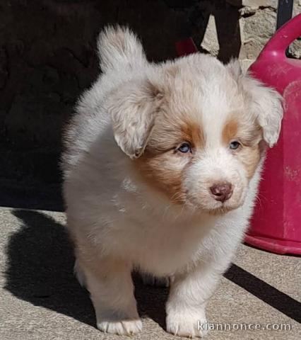 À adopter chiot berger australien 