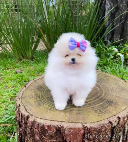 chiot spitz nain lof 