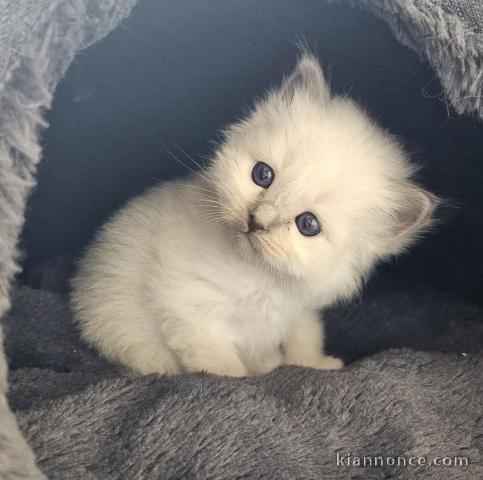 chaton sacré brimanie a donner femelle 