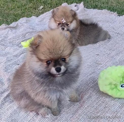 chiot spitz nain a donner 