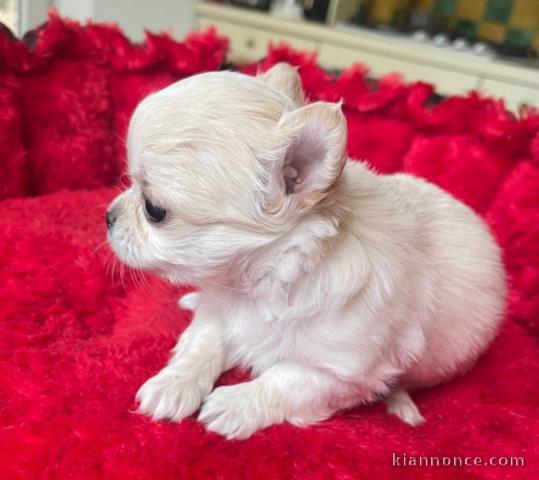 chiot chihuahua femelle a donner 