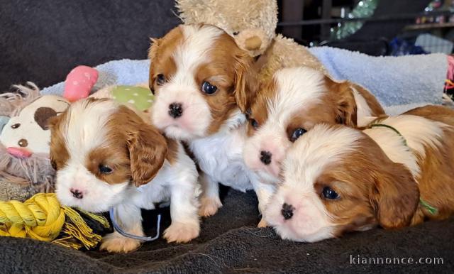 Chiot cavalier king charle femelle et mâle disponible 