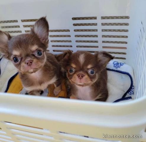Je donne chiot chihuahua 