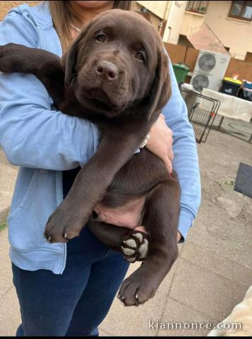 chiot labrador a donner 