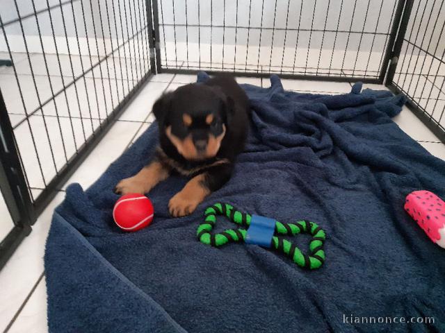 Je donne chiot rottweiler 