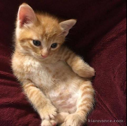 A donner contre bon soin chatons 