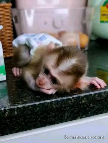 Bébé singe capucin a donner 