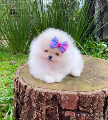 chiot spitz allemand race pure femelle 