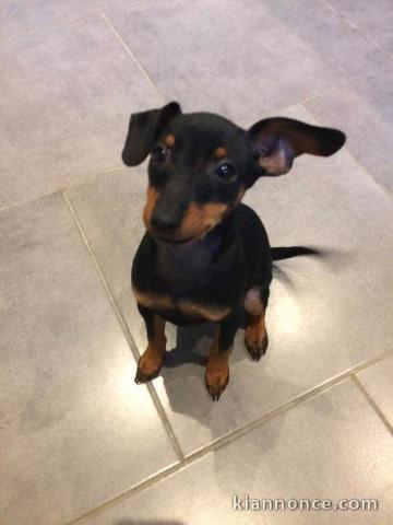 chiot Pinscher nain a donner 