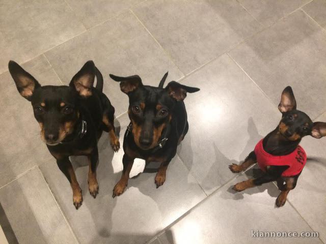 À adopter chiot Pinscher nain disponibles 