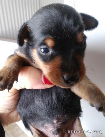 chiot Pinscher mâle a donner 