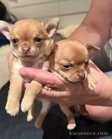 Adoption chiot chihuahua 