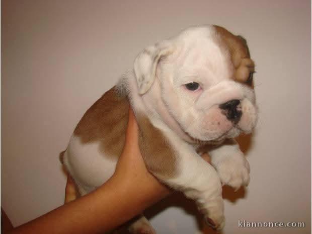 chiot bulldog anglais a donner 