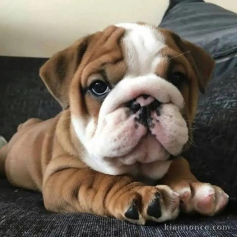 adorable chiot bulldog anglais lof 