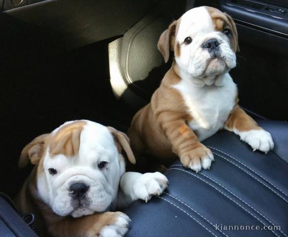 Dons chiot bulldog anglais 