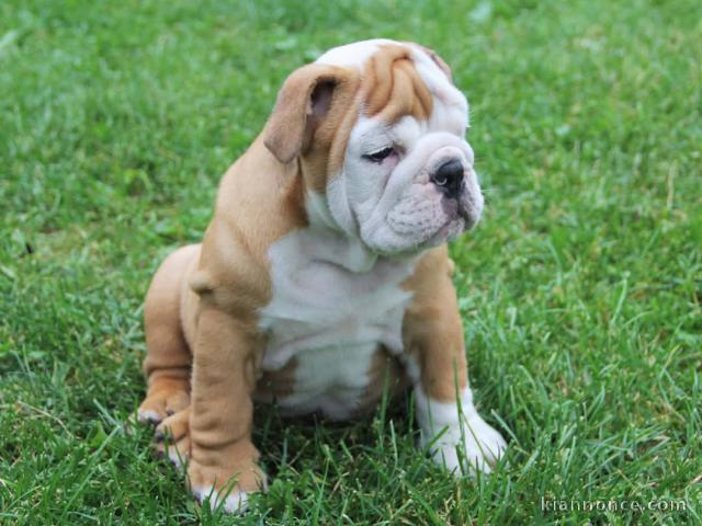 Chiot bouledogue anglais femelle 