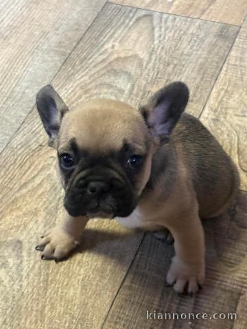 chiot bouledogue français disponible 