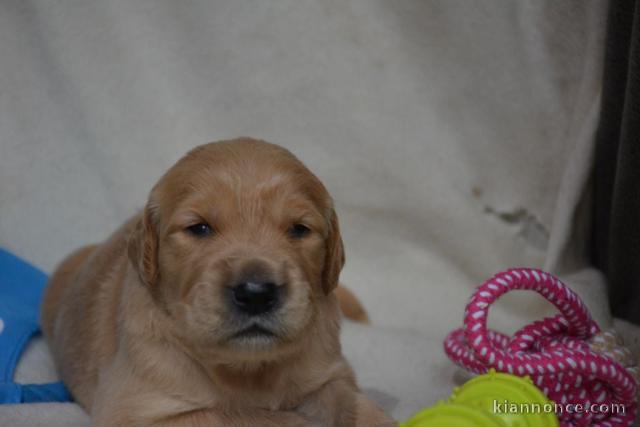 chiot golden retriever mâle a donner 