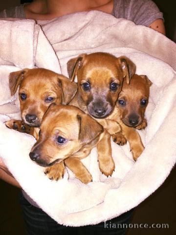 Adoption chiot Pinscher nain 