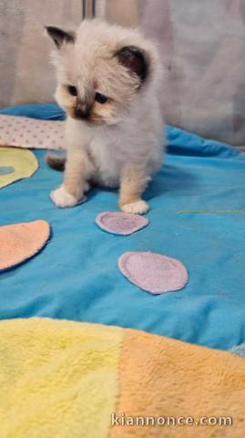 chaton sacré brimanie a donner contre bon soin 