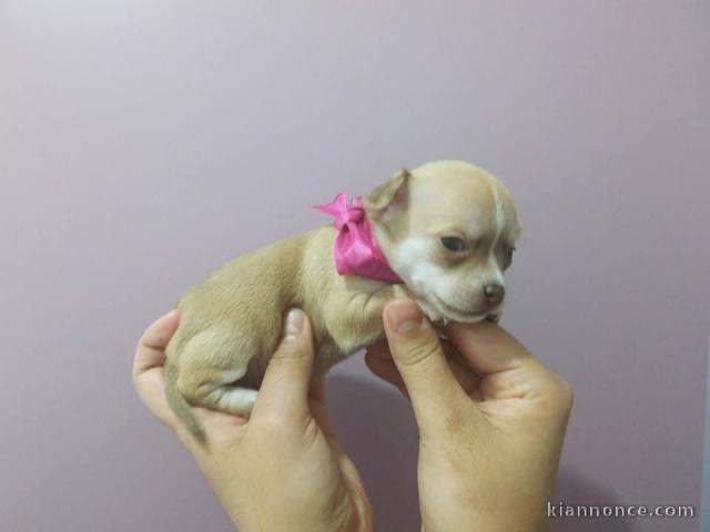 chiot chihuahua disponible a donner 