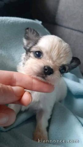 Adoption chiot chihuahua disponible 