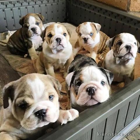 Annonce des chiots bulldog anglais lof 