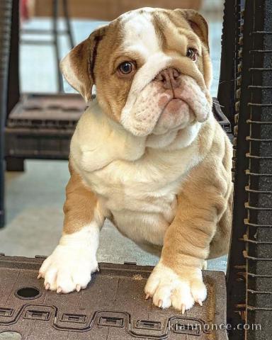 Bébé chiot bulldog anglais lof 