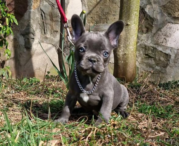 Femelle chiot bouledogue a donner 