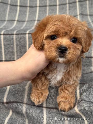 chiot lof disponible Mp 