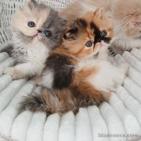 chaton persan a donner 