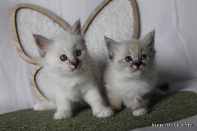 chaton sacré brimanie adorable 