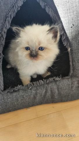 chaton sacré brimanie a donner 