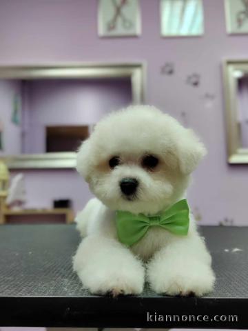 Bichon Frisé chiots à vendre