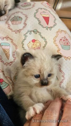 chaton sacré de birmanie a donner 