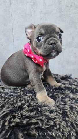 chiot bouledogue français femelle 