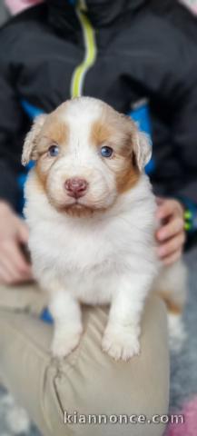 je donne chiot berger australien disponible 